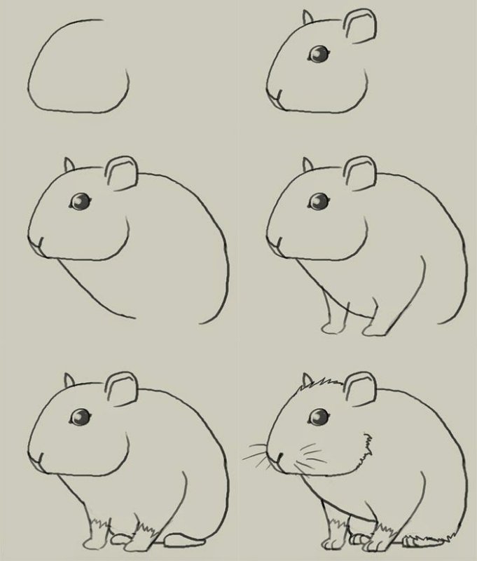 поэтапное рисование хомяка