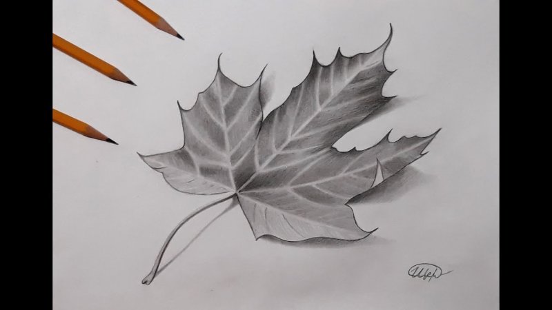Кленовый лист рисунок карандашом
