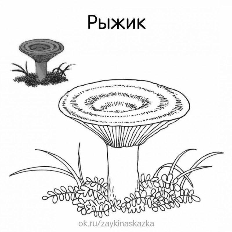 Гриб груздь раскраска