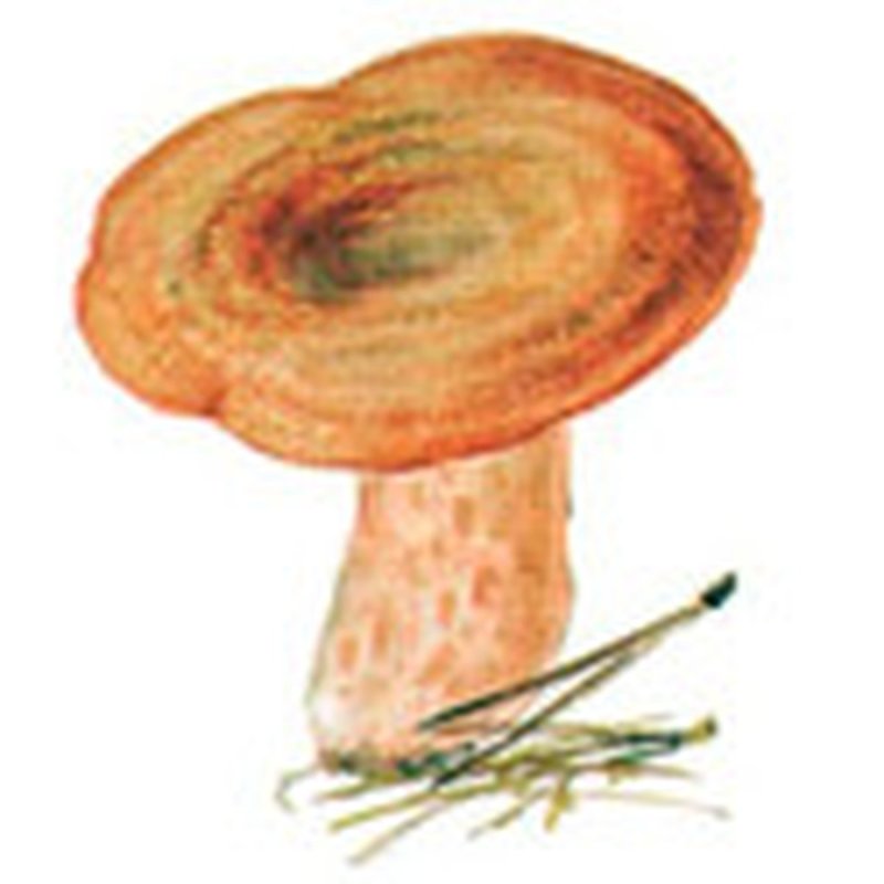 Маска гриб волнушка