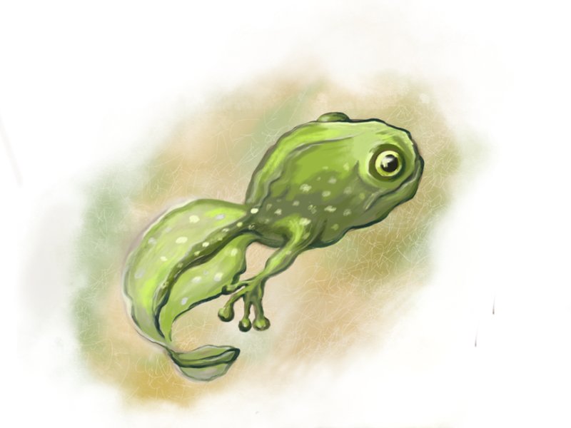 Головастик рисунок