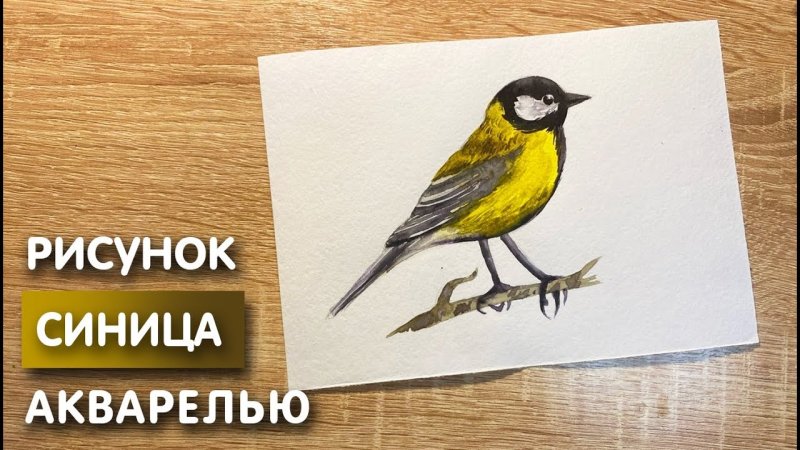 Синица рисунок для детей карандашом