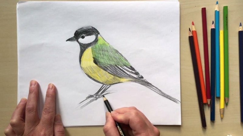Синичка рисунок карандашом цветной