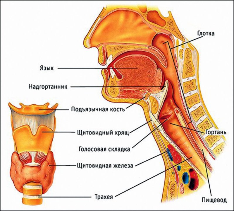 Анатомия органов дыхания гортань