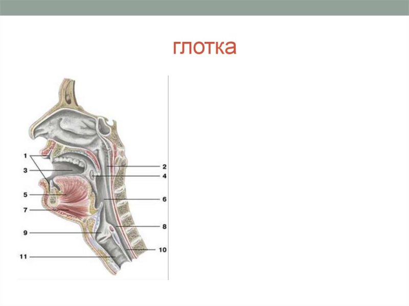 Строение глотки анатомия на латыни