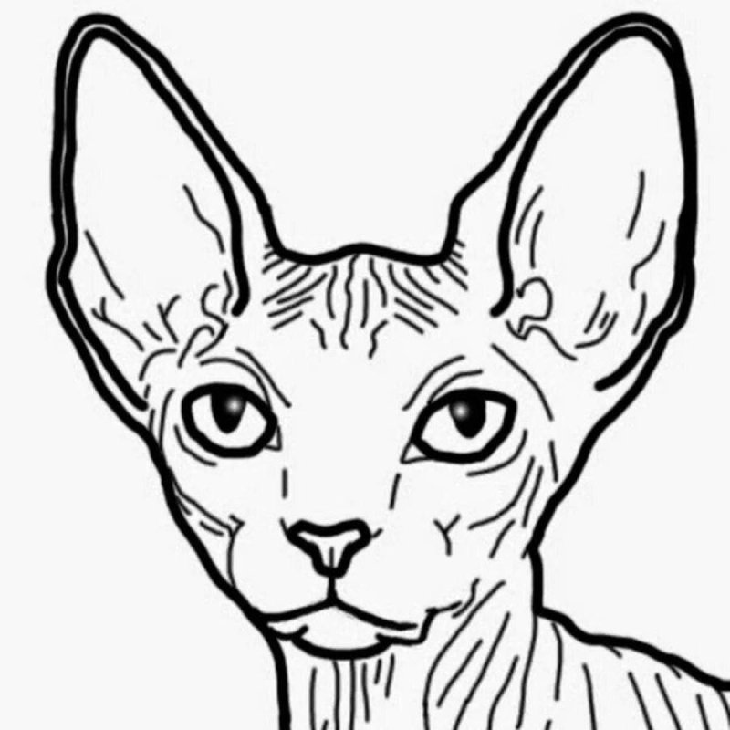 Корниш рекс черно белый