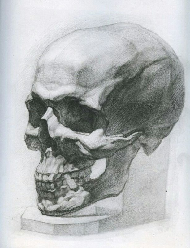 Баммес череп