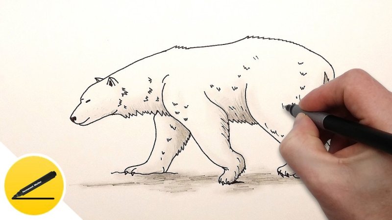 Рисунок медведя для срисовки