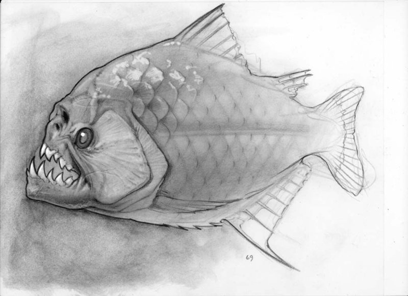 Зарисовки рыб