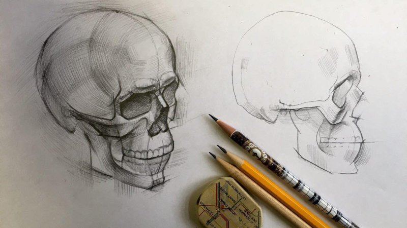 Череп для рисования