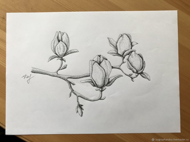 Магнолия карандашом для срисовки