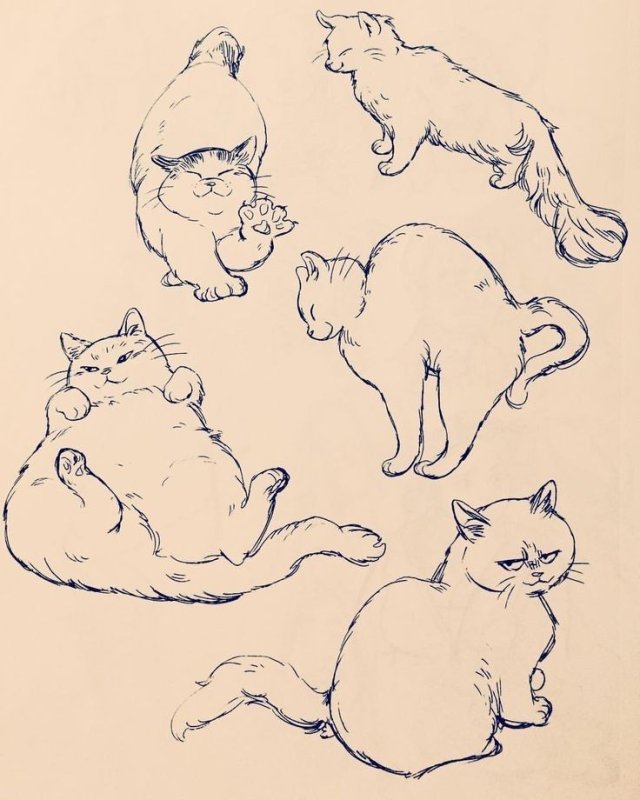 Зарисовки кота в разных позах