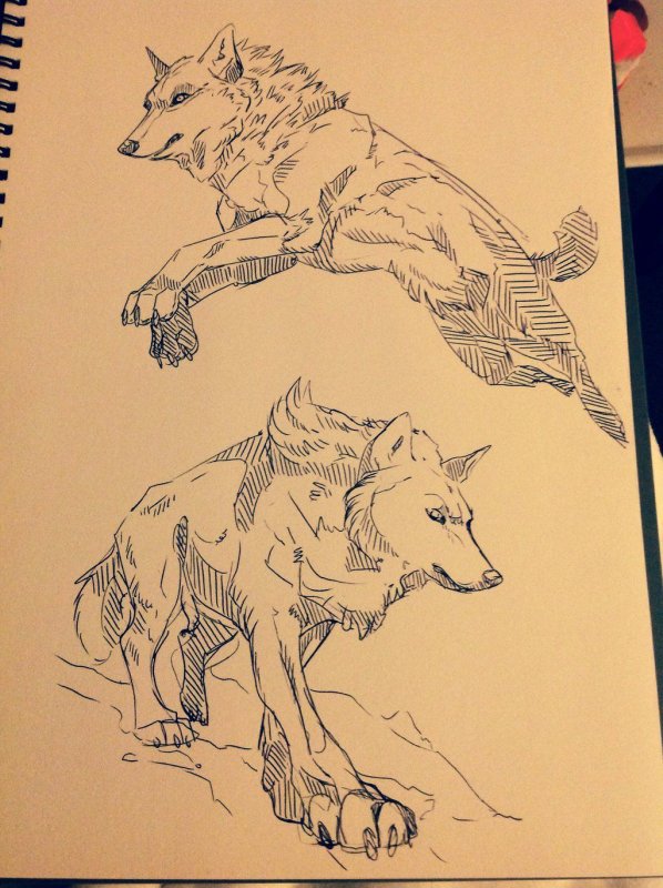 Волк скетч