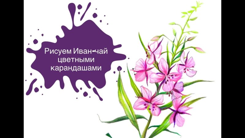 Иван чай нарисовать