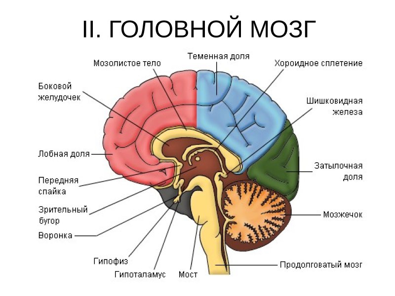 Схема строения головного мозга и его отделы