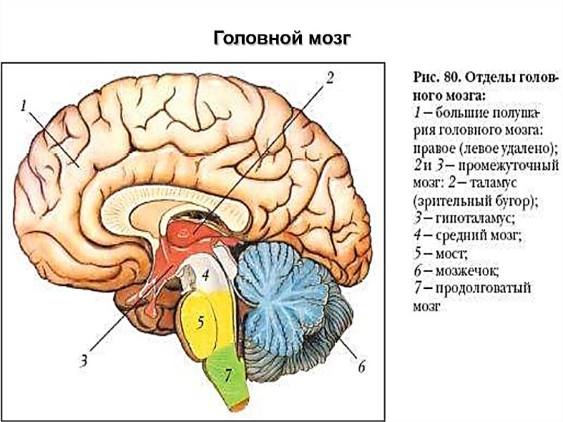 Отделы головного мозга схема ЕГЭ