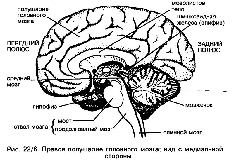 Топографическое расположение отделов головного мозга