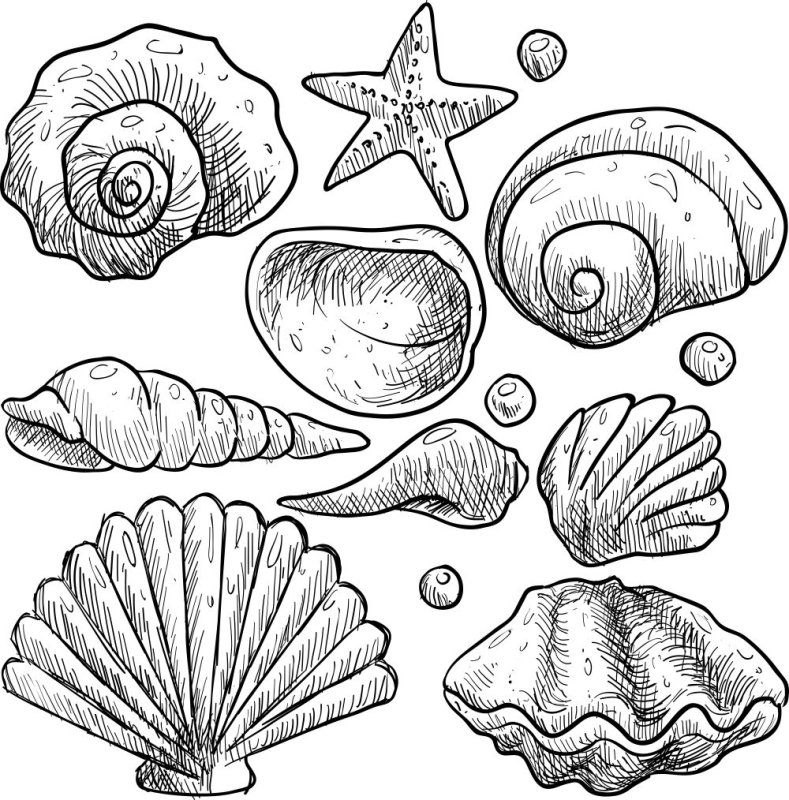 На рисование морской раковины