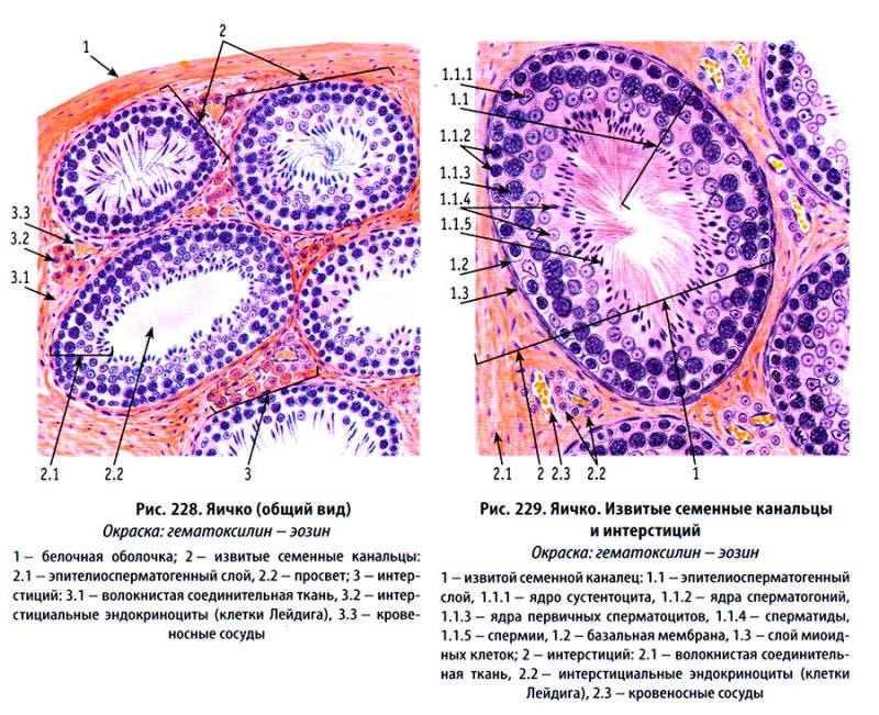 Семенник крысы гистология препарат