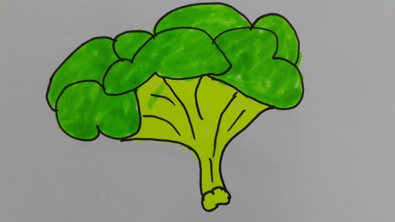 Брокколи для срисовки
