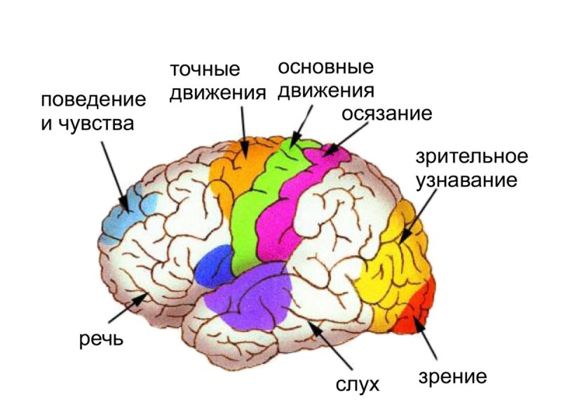 Кора головного мозга зоны коры головного мозга