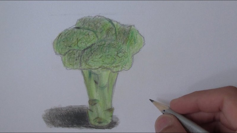 Брокколи рисунок