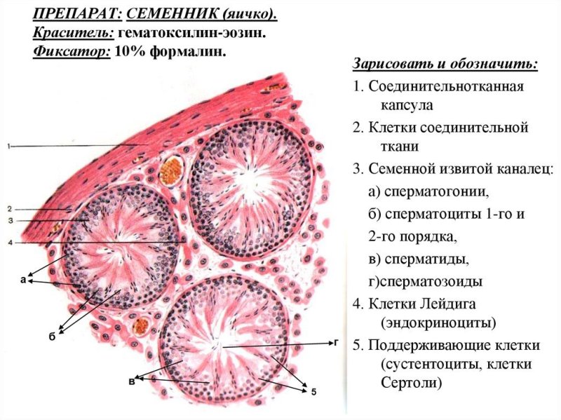 Извитой семенной каналец крысы окраска гематоксилин эозином