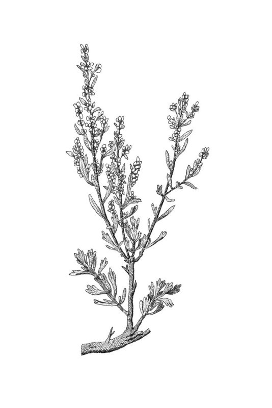 Трава полыни рисунок