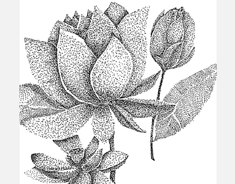 Техника пуантель тушью