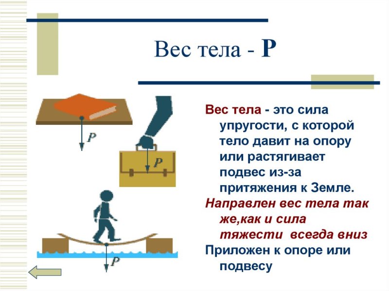 Вес тела