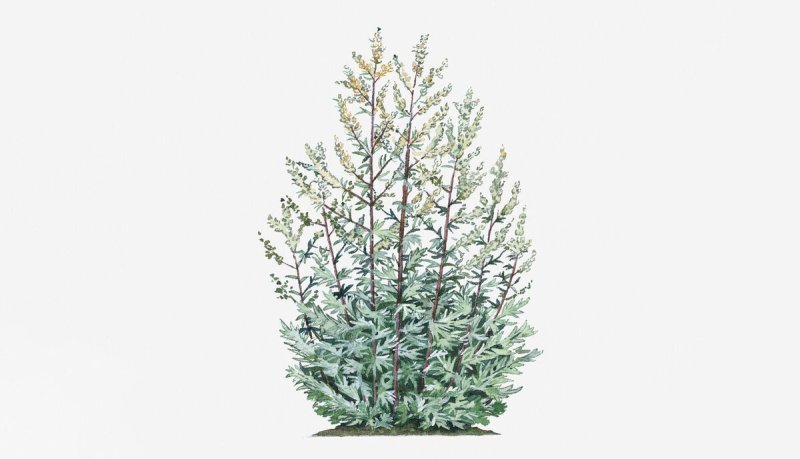 Полынь трехзубчатая Artemisia