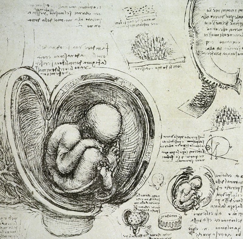Леонардо да Винчи the fetus in the Womb
