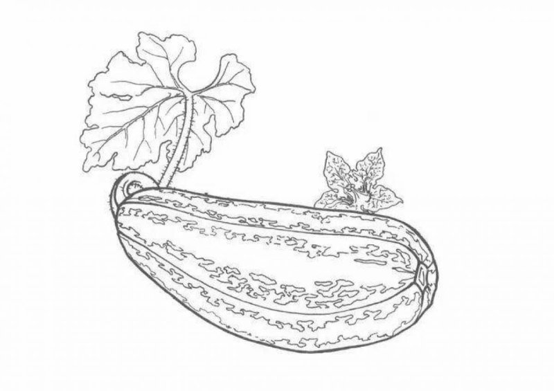 Кабачок рисунок