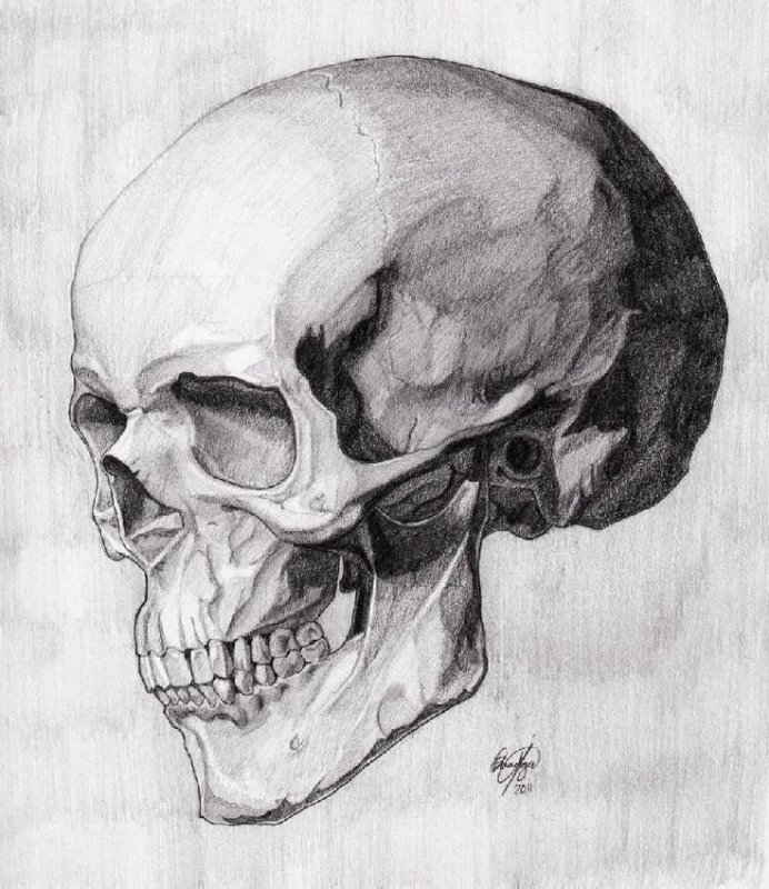 Череп рисунок карандашом