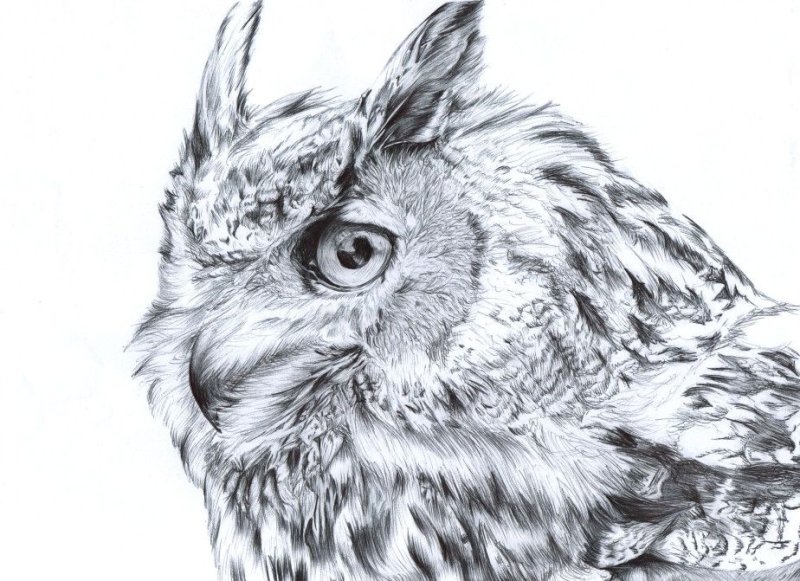 Сова рисунок