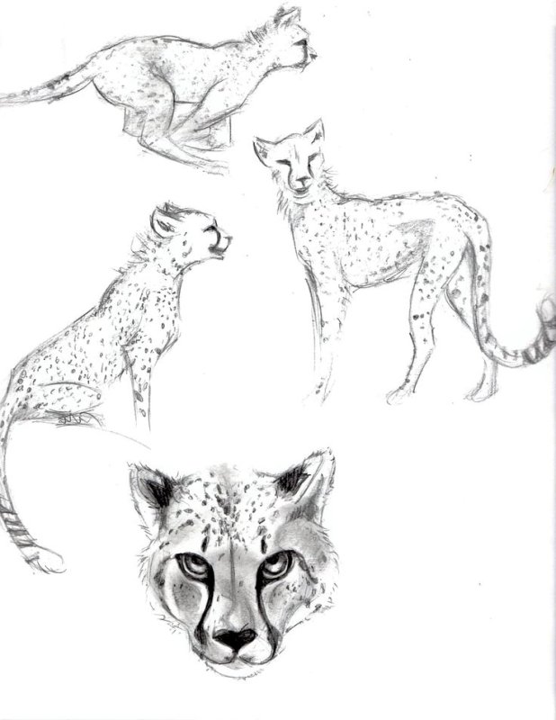 гепард рисунок карандашом