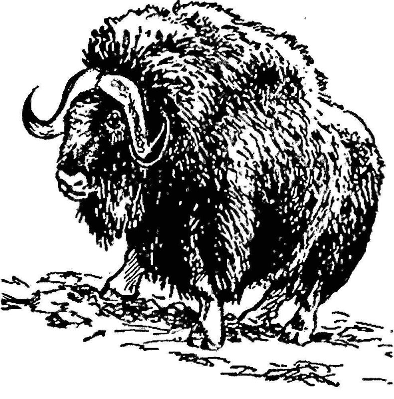 овцебык и зубр