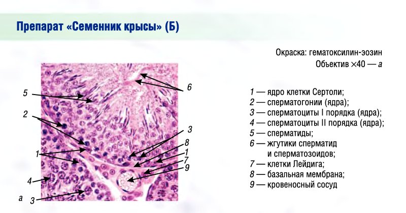 Поперечный срез семенника крысы