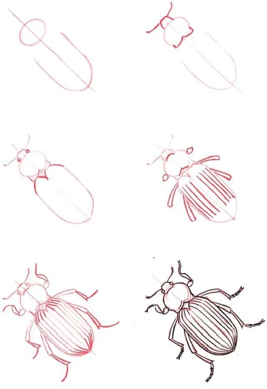 майский жук рисунок поэтапно