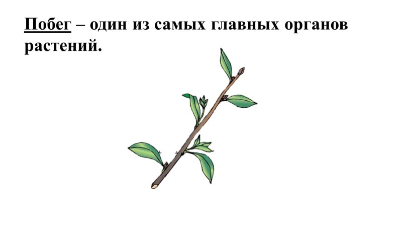 Строение побега рисунок