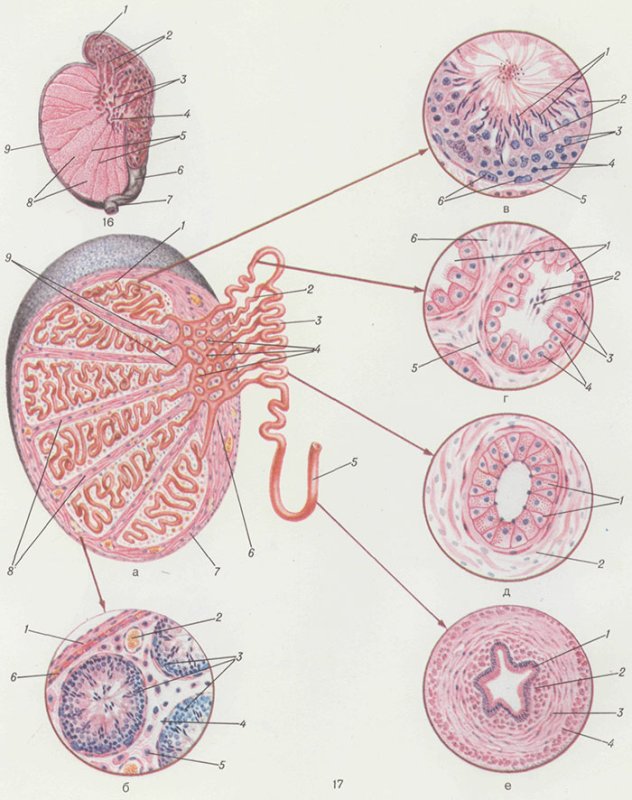Семенник человека гистология
