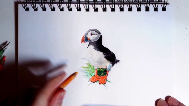 Птица тупик рисунок