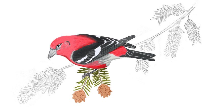 Снегирь рисунок карандашом