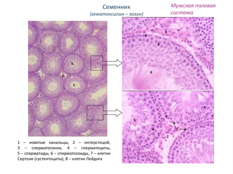 Семенник человека гистология препарат