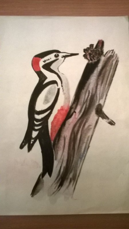 Дятел рисунок