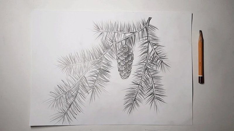 Рисование ветки ели