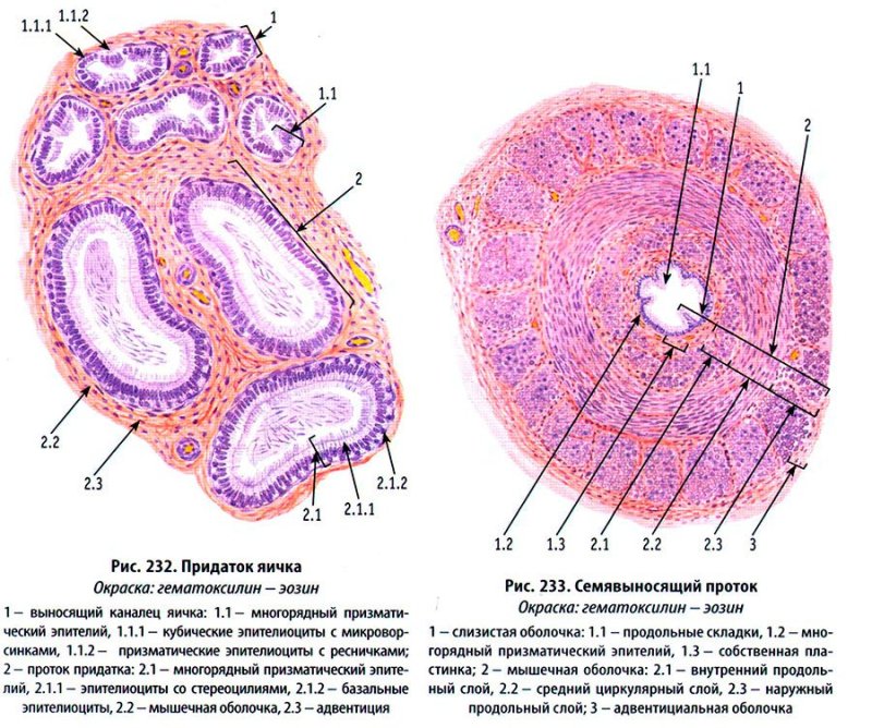 Семенник гистология препарат