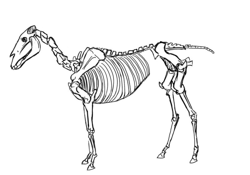 Скелет коня рисунок
