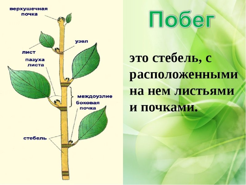 Строение побега биология