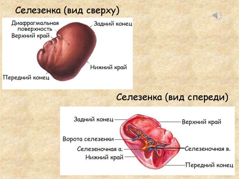 Анатомическое строение селезенки человека